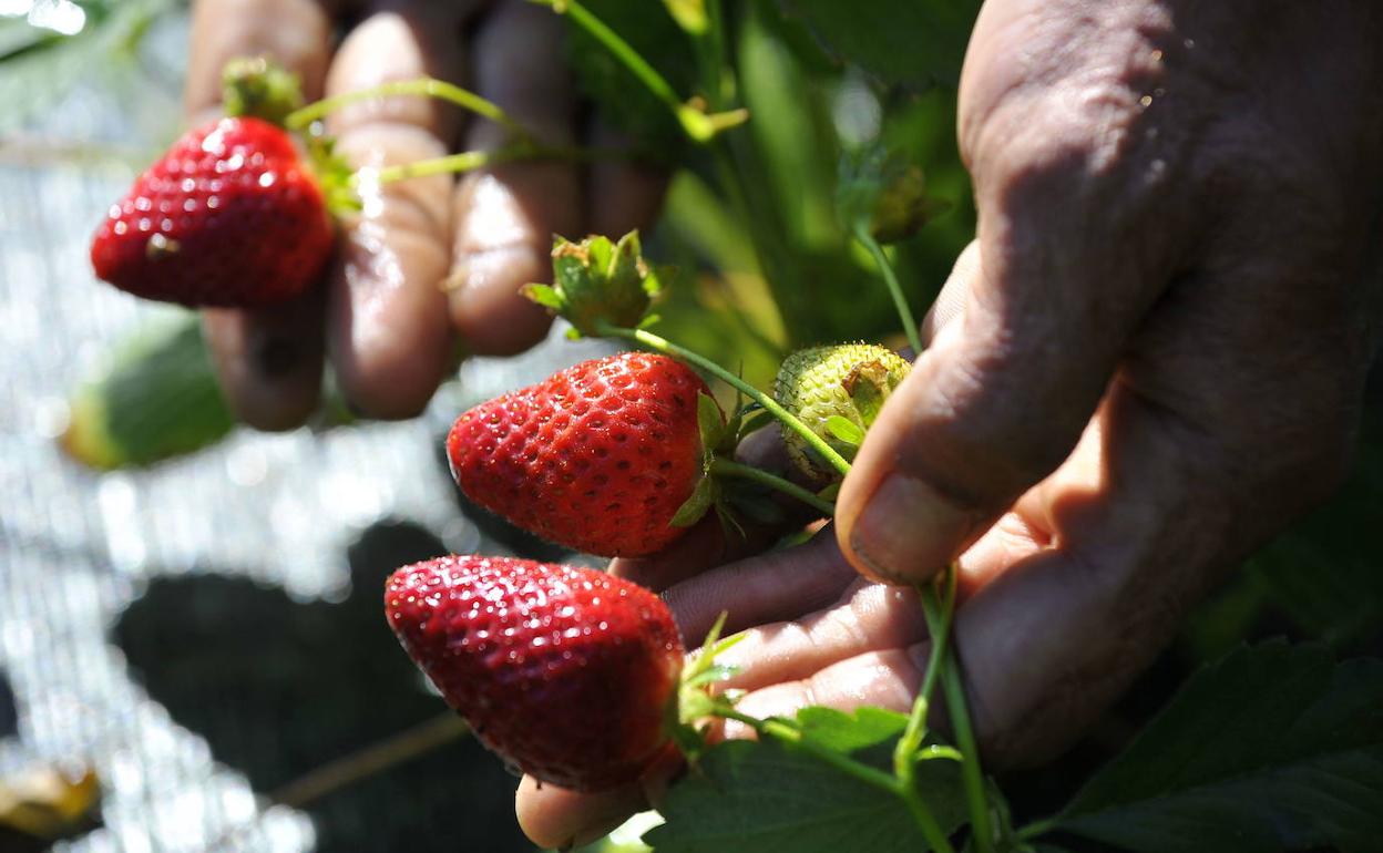 Fresas en ecológico. 