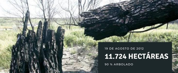 Un tronco quemado días después del incendio.