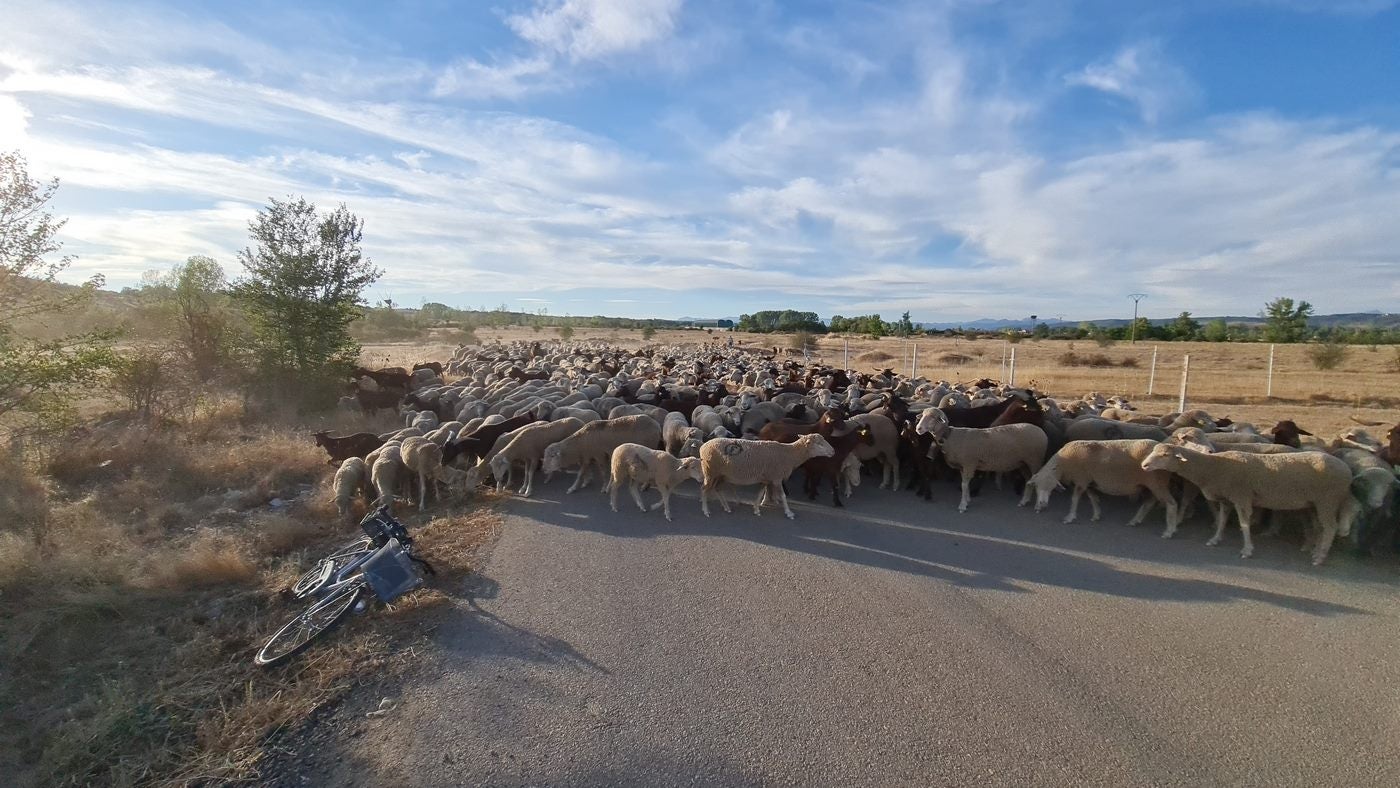 Un rebaño de 4.600 ovejas, divididas en cuatro grupos, regresa al sur de León tras su estancia en la montaña para 'saborear' los mejores pastos | De Torre de Babia a Valdesogo de Arriba. 