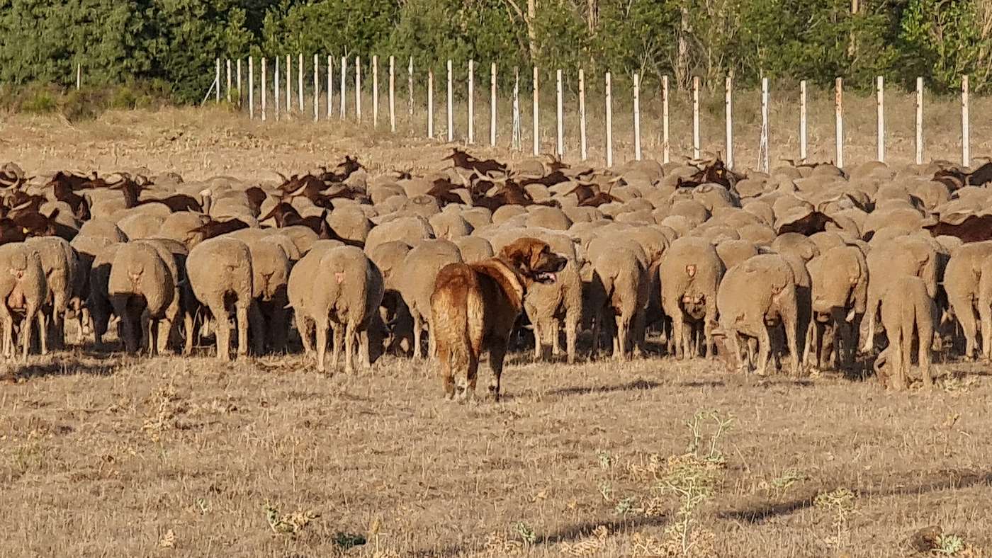 Un rebaño de 4.600 ovejas, divididas en cuatro grupos, regresa al sur de León tras su estancia en la montaña para 'saborear' los mejores pastos | De Torre de Babia a Valdesogo de Arriba. 