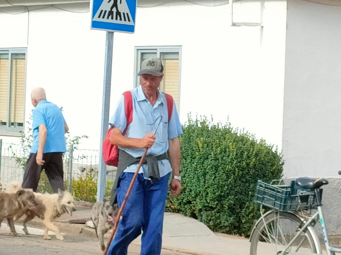 Un rebaño de 4.600 ovejas, divididas en cuatro grupos, regresa al sur de León tras su estancia en la montaña para 'saborear' los mejores pastos | De Torre de Babia a Valdesogo de Arriba. 