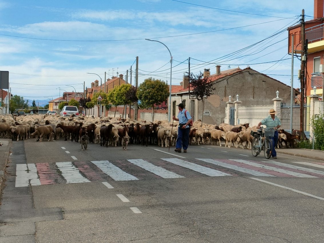 Un rebaño de 4.600 ovejas, divididas en cuatro grupos, regresa al sur de León tras su estancia en la montaña para 'saborear' los mejores pastos | De Torre de Babia a Valdesogo de Arriba. 