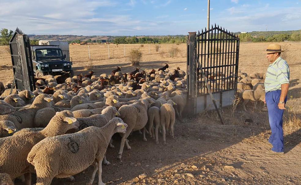 Las primeras ovejas de un rebaño de 4.600 alcanza su finca de destino en la localidad de Villabalter a última hora de este sábado. 