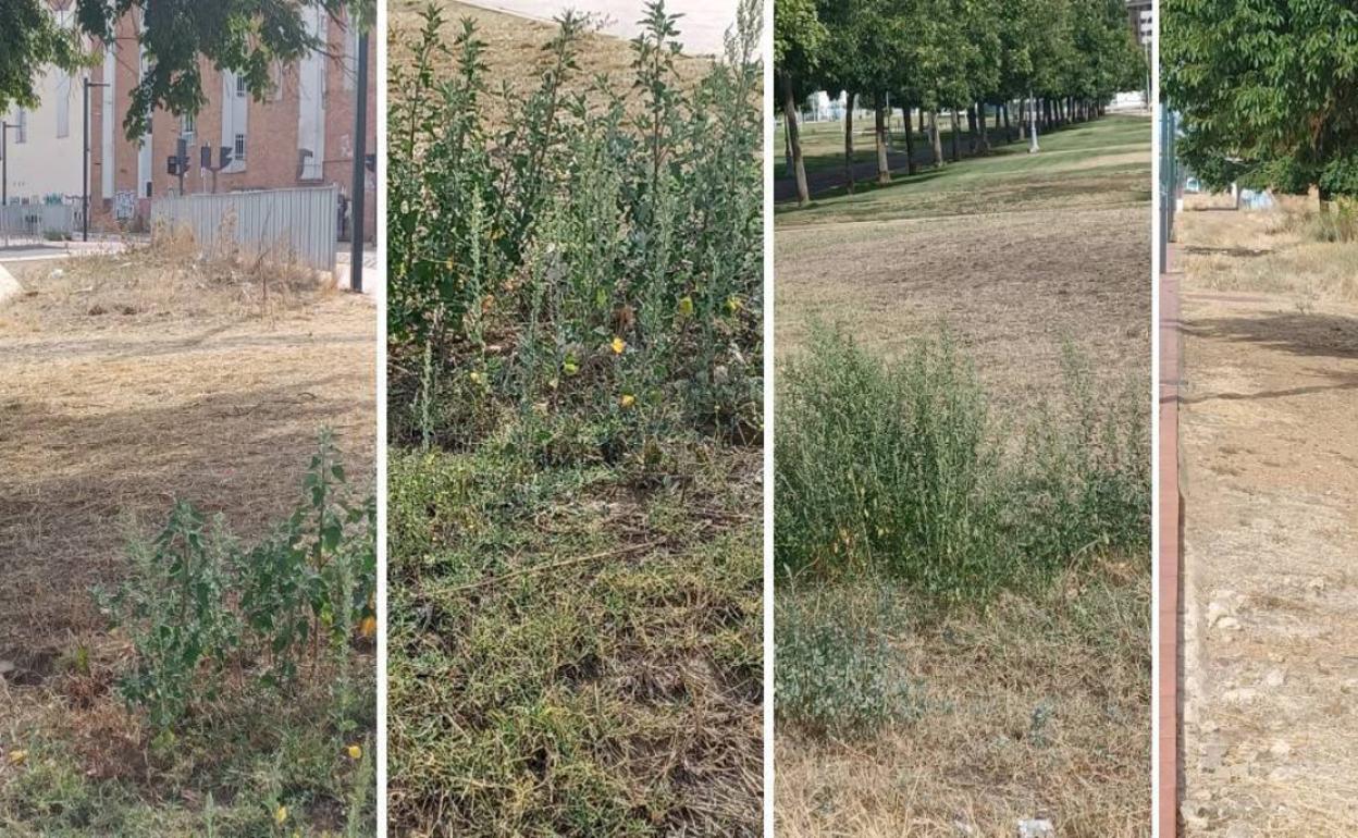 Ciudadanos denuncia la presencia de maleza en los jardines de la ciudad.