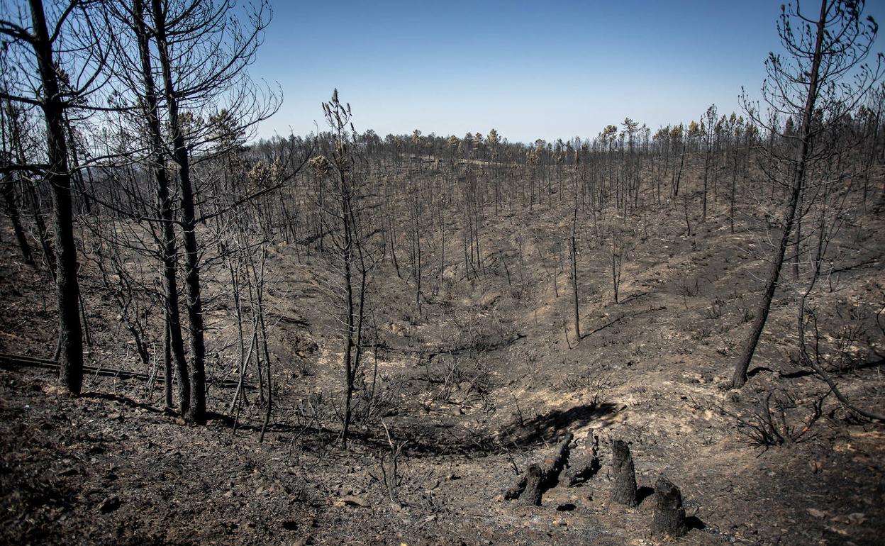 Zona arrasada por el incendio de Monsagro, en Salamanca.