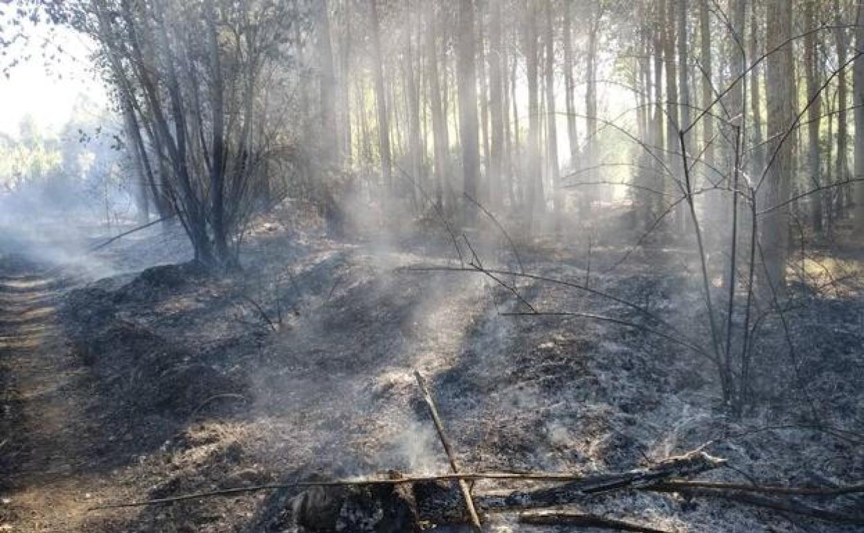 Abierto el plazo para presentar alegaciones sobre la retirada de madera tras los incendios.