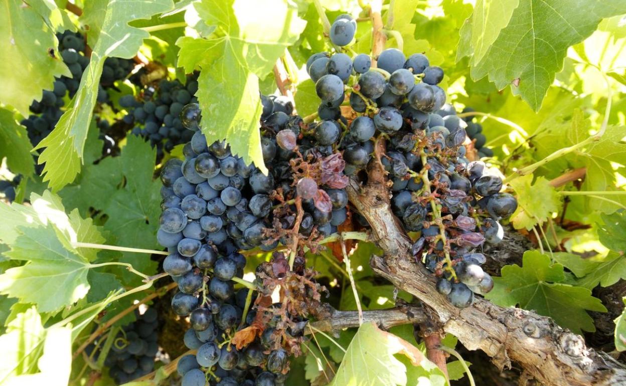 Viñedo en El Bierzo castigados por la granizada de las últimas horas en la comarca. 