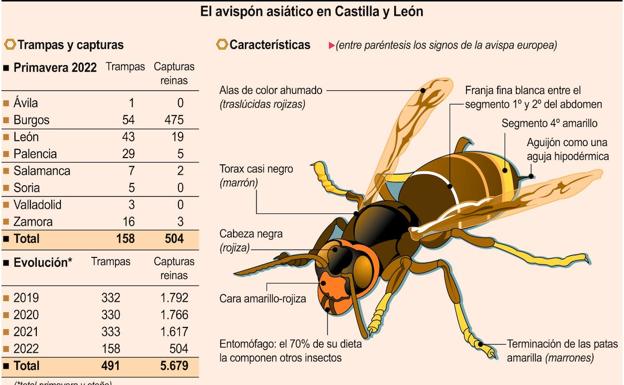 El avispón asiático en Castilla y León.