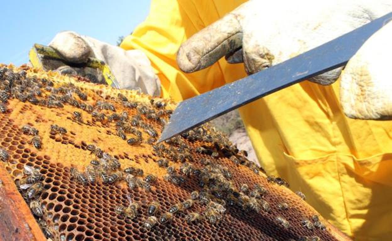 Exterminaron 46 colmenas de abejas al fumigar un campo cerca de