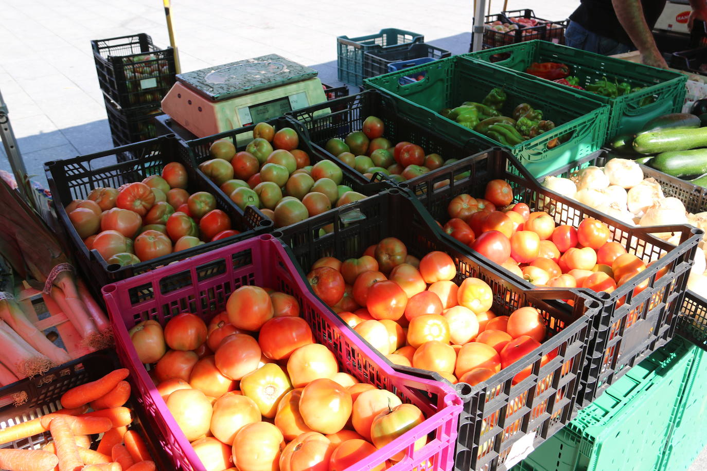 Imágenes de la Feria del Tomate de Mansilla en 2022