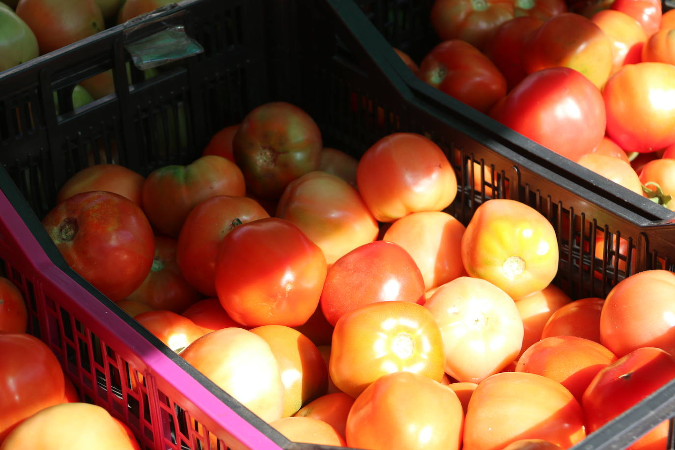 Imágenes de la Feria del Tomate de Mansilla en 2022