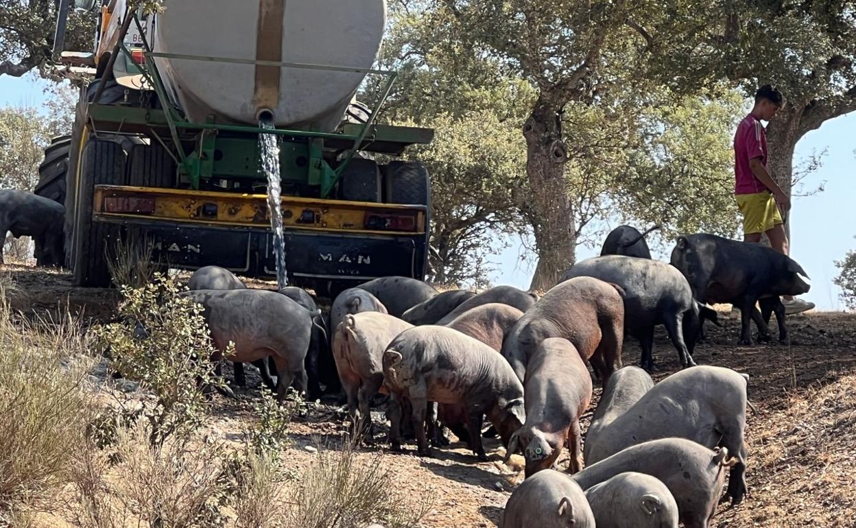 Un ganadero salmantino aportaba agua a sus cerdos este pasado fin de semana, ya que las charcas se han secado. 