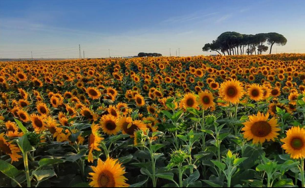 Superficie de girasol, 