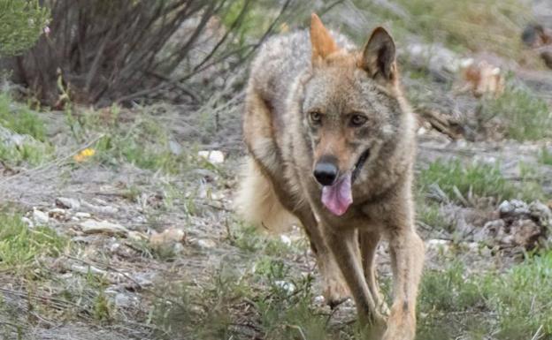 Castilla y León registra un ataque de lobo cada tres horas.