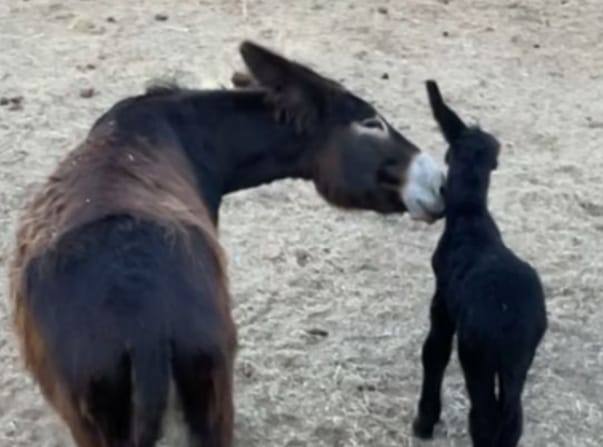 El recién nacido burro zamorano leonés junto a su madre en Sariegos.