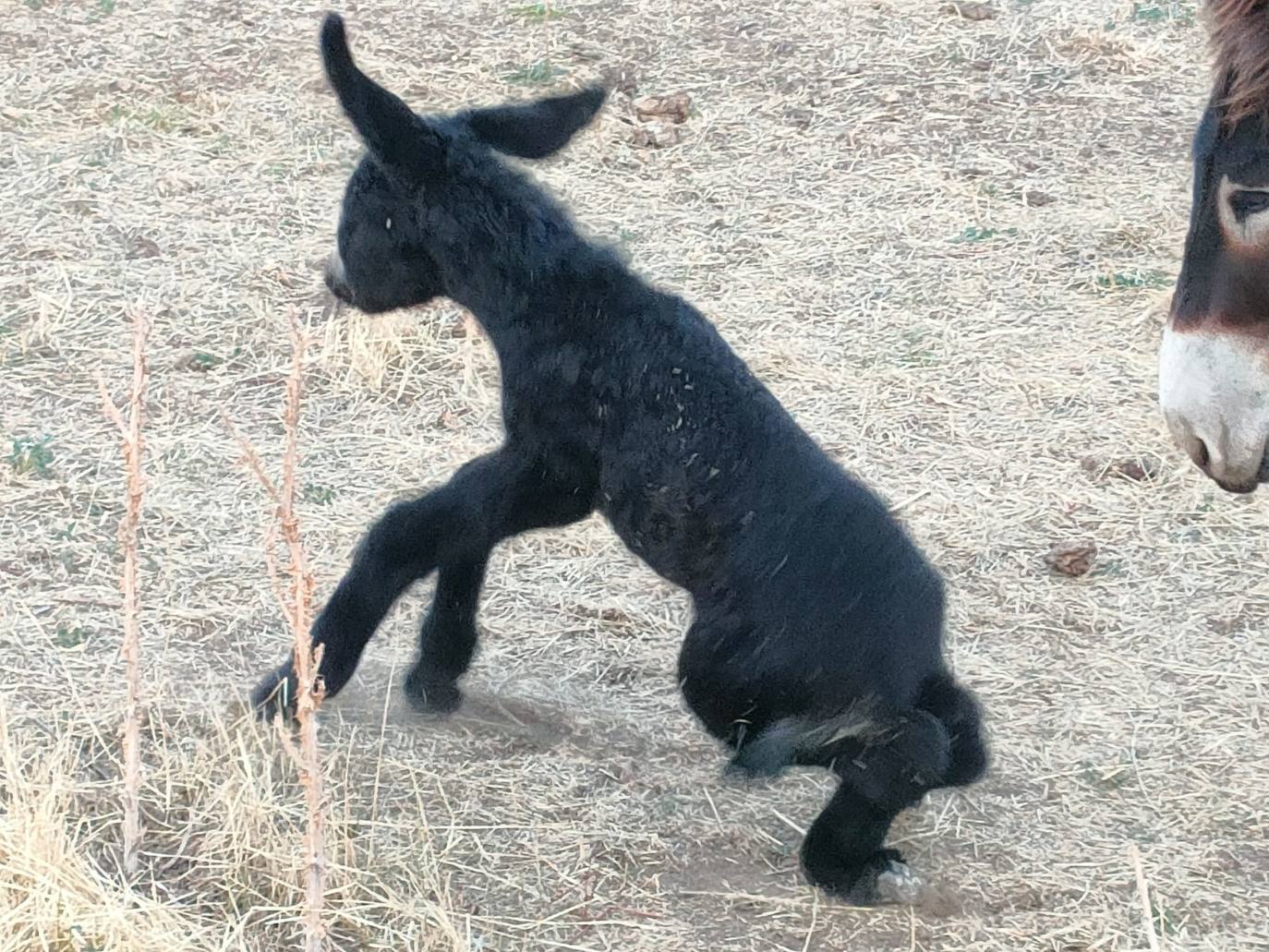 El recién nacido burro zamorano leonés junto a su madre en Sariegos.