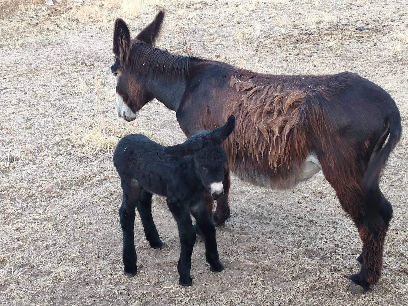 El recién nacido burro zamorano leonés junto a su madre en Sariegos.