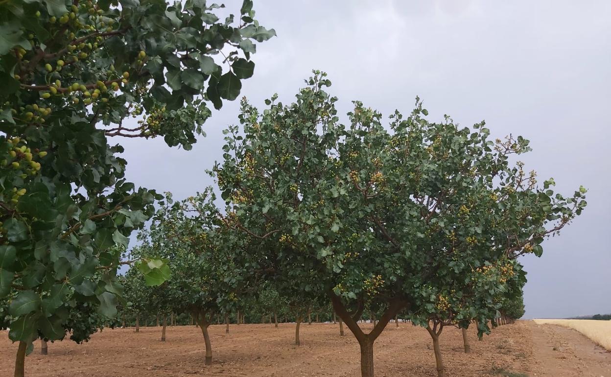 Plantación de pistachos en la provincia de Zamora. 