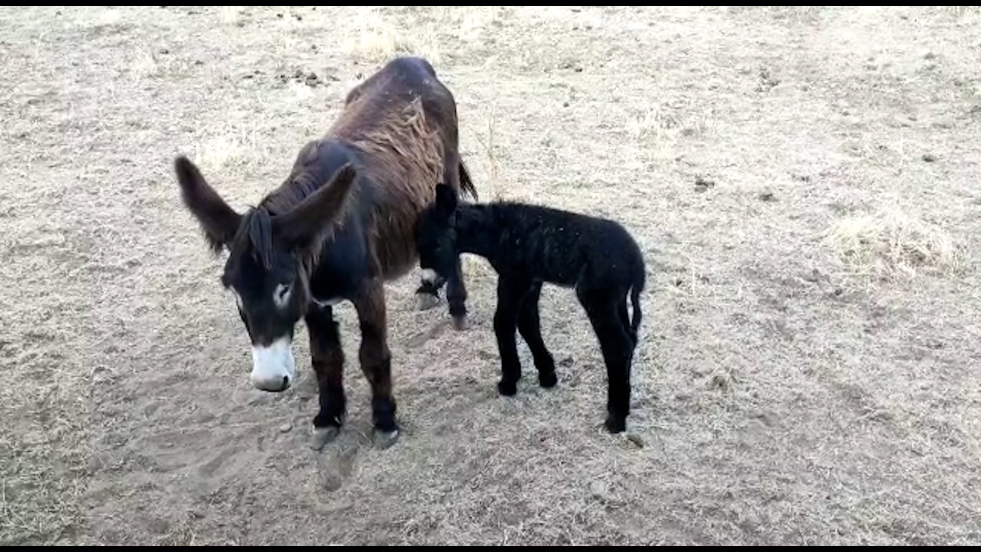 Nace una nueva cria de burro zamorano leonés en Sariegos