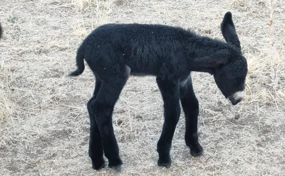 El burro de raza zamorana leonesa que nació hace escasos días en Sariegos.