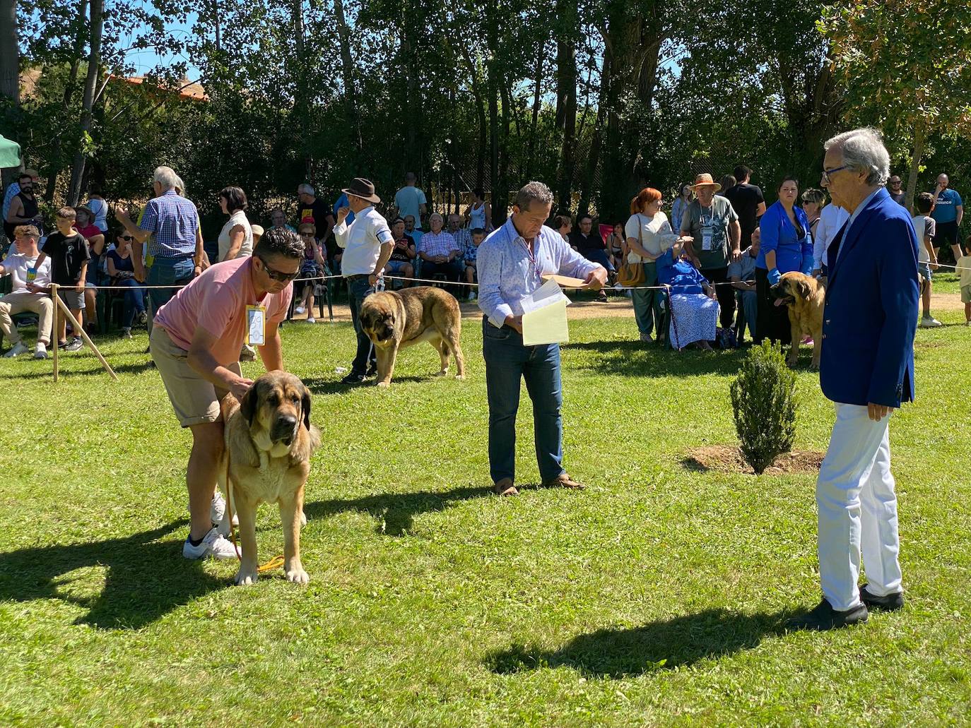 Los mastienes españoles en la exposición celebrada en Gordoncillo.