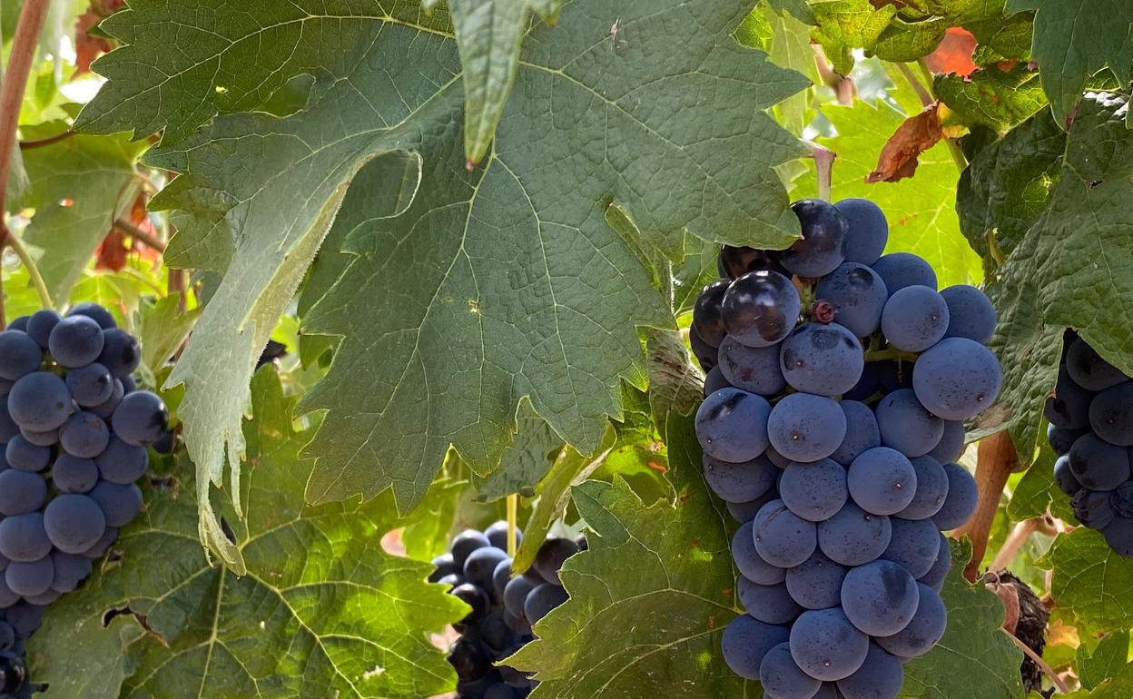 Bodegas Gordonzello programan música y actividades para celebrar el fin de la vendimia.