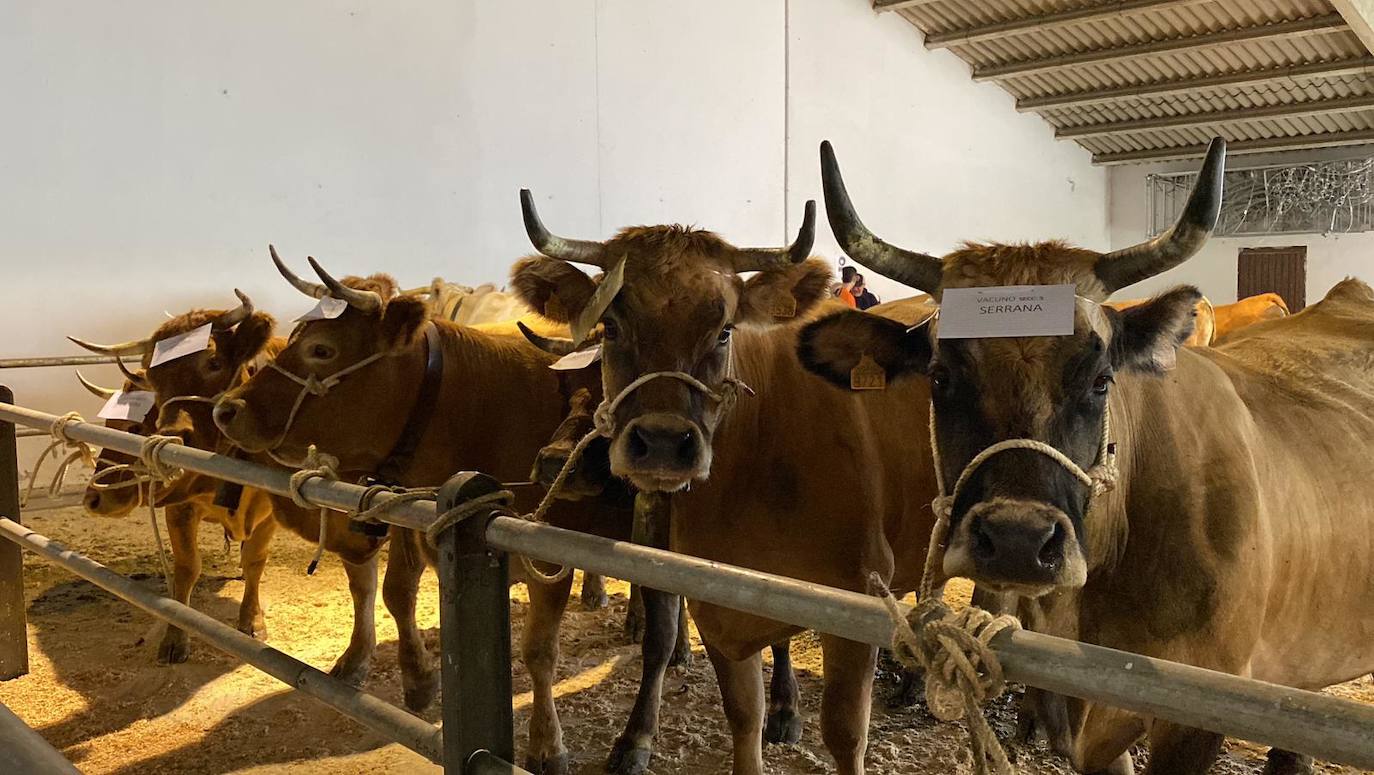 Feria de Ganado de Montaña en Puebla de Lillo