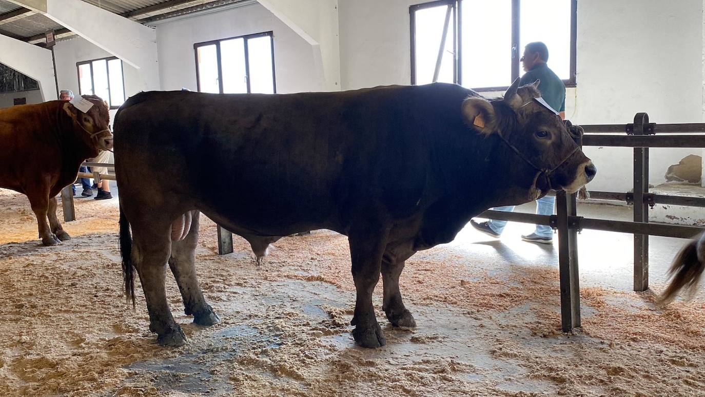 Feria de Ganado de Montaña en Puebla de Lillo