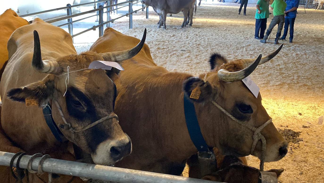 Feria de Ganado de Montaña en Puebla de Lillo