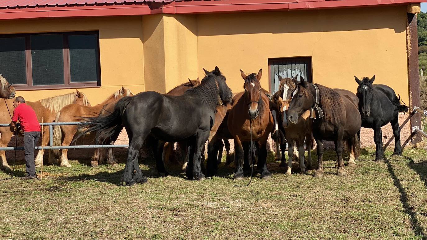 Feria de Ganado de Montaña en Puebla de Lillo