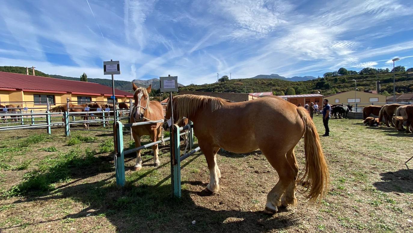 Feria de Ganado de Montaña en Puebla de Lillo