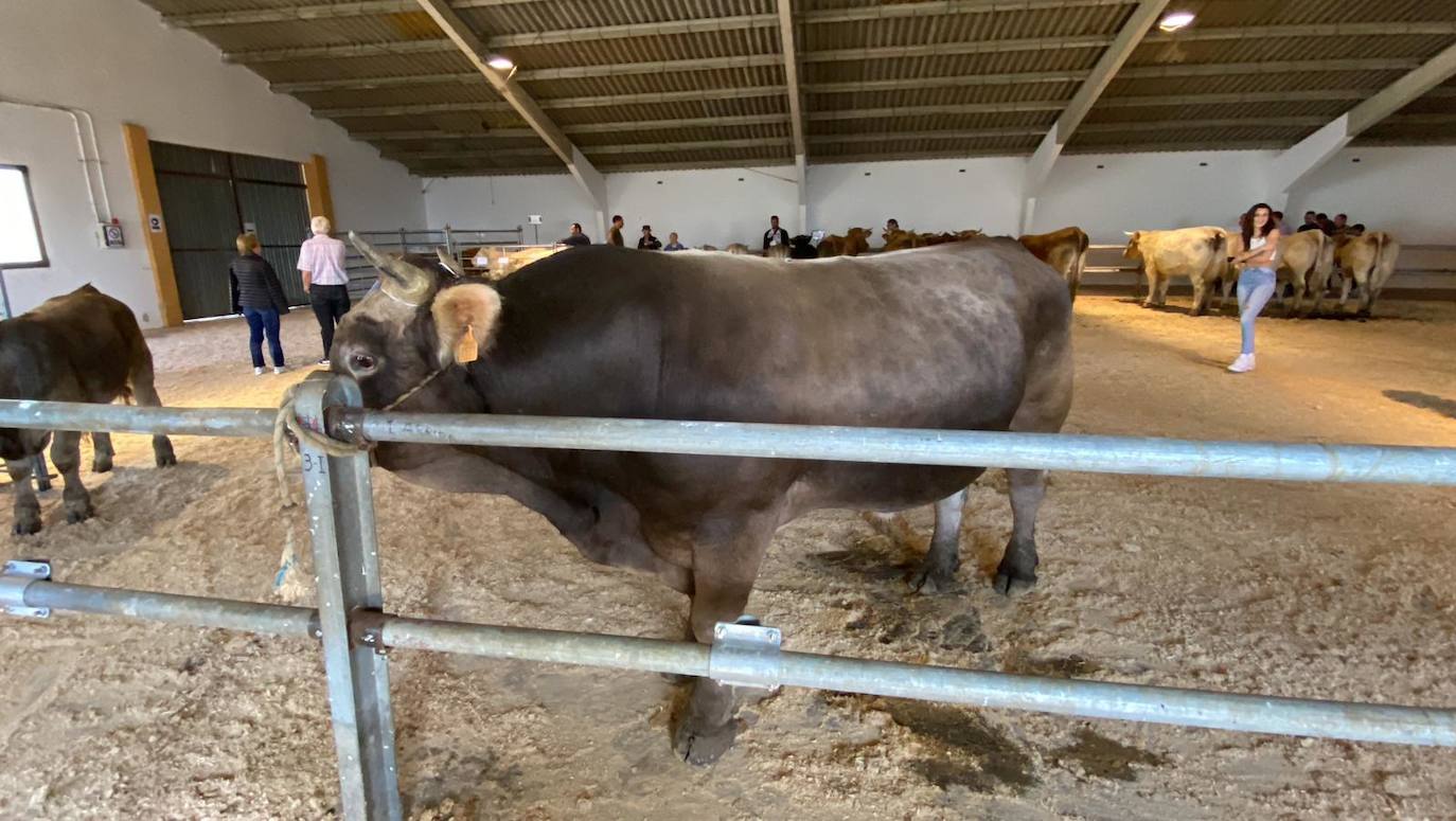 Feria de Ganado de Montaña en Puebla de Lillo