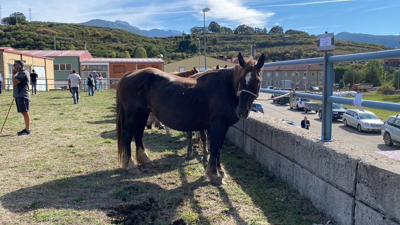 Feria de Ganado de Montaña en Puebla de Lillo