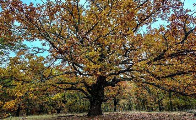 Roble centenario del Bosque de La Cota, en Almanza