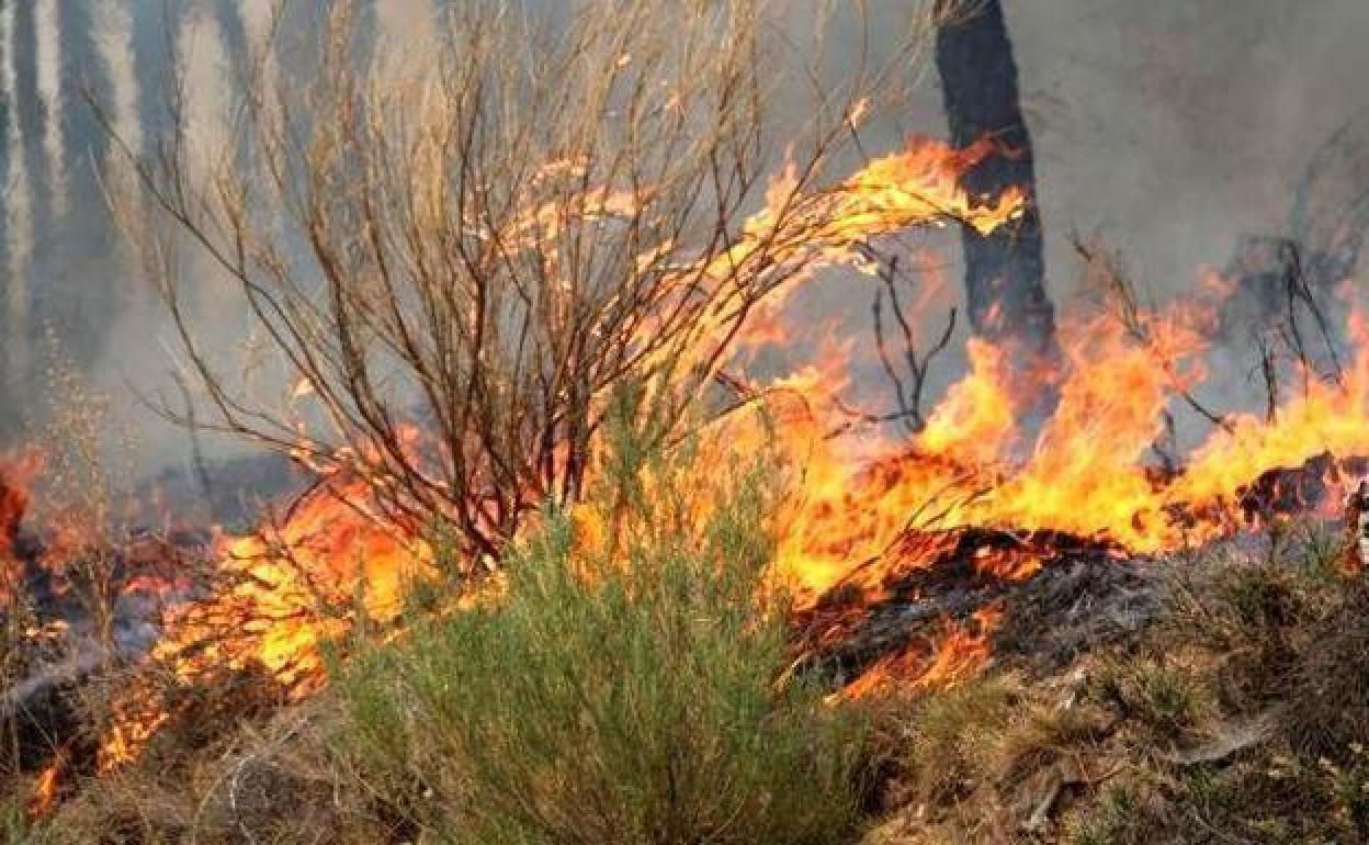 Tres incendios intencionados en la provincia de León.