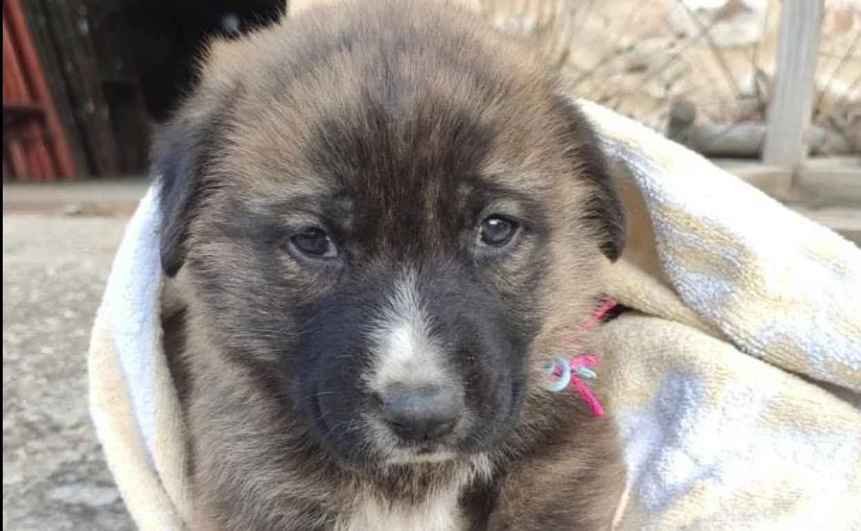 Imagen de uno de los cachorros localizados en Boñar y para los que se busca acogida. 