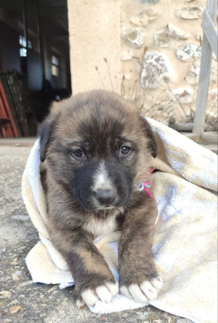 Guerrera, Llorona, Patitas, Clarita, Rufo y Fulgen son los nombres que se le han puesto a los cachorros, algunos de los cuales presentaban un mal estado de salud en el momento de ser localizados si bien todos presentan una evolución favorable.