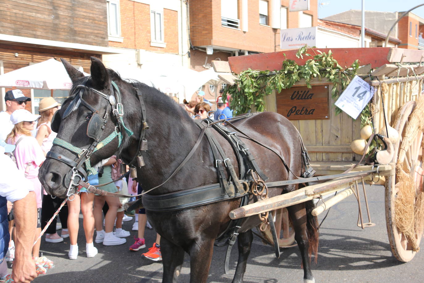 Desfile de pendones y carros engalanados en la romería de San Froilán. 