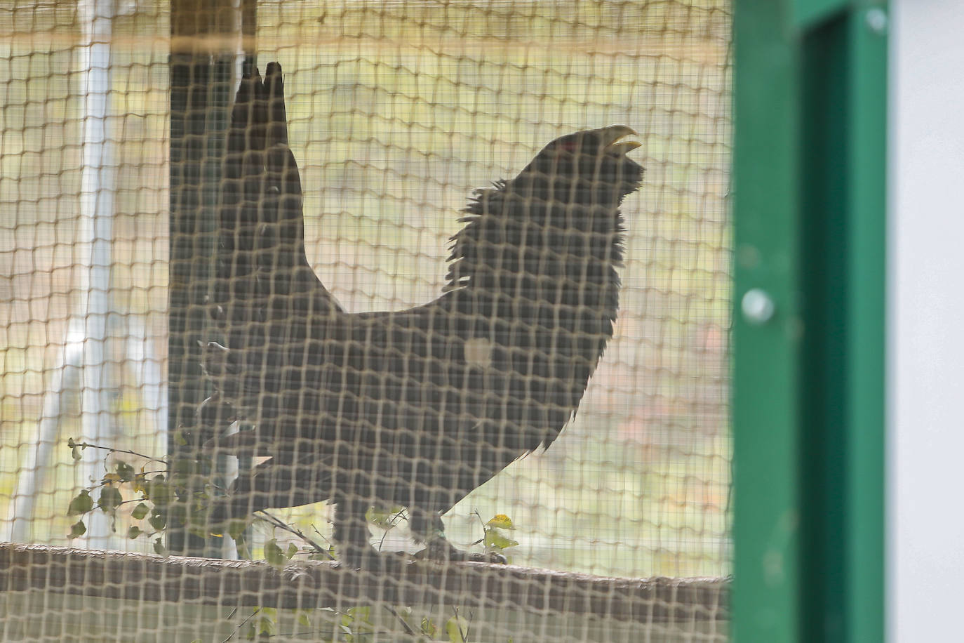 El consejero de Medio Ambiente, Vivienda y Ordenación del Territorio, Juan Carlos Suárez-Quiñones, visita el Centro de Cría del Urogallo de Valsemana.