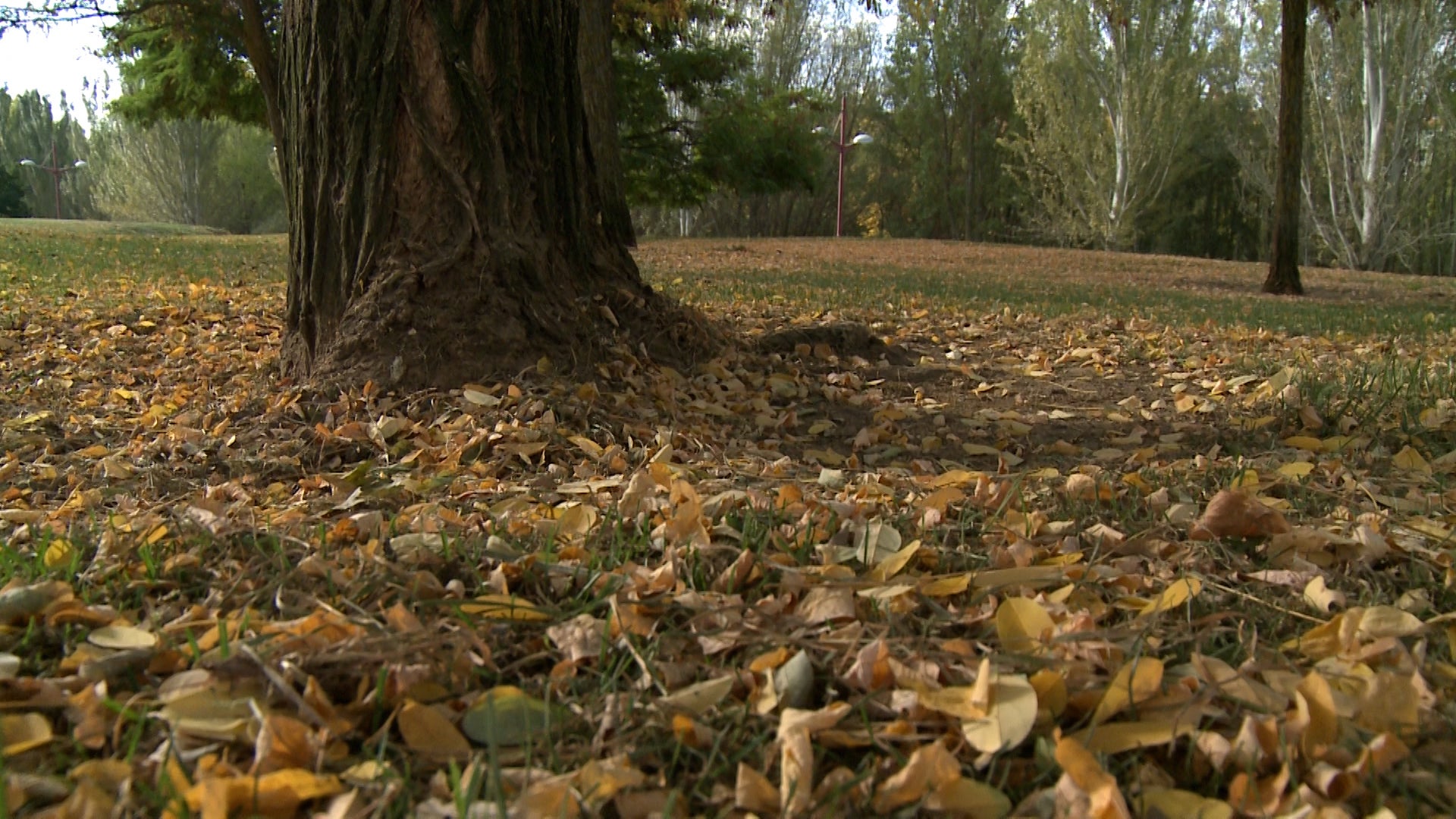 Fotos: El otoño cubre parques y jardines en la ciudad