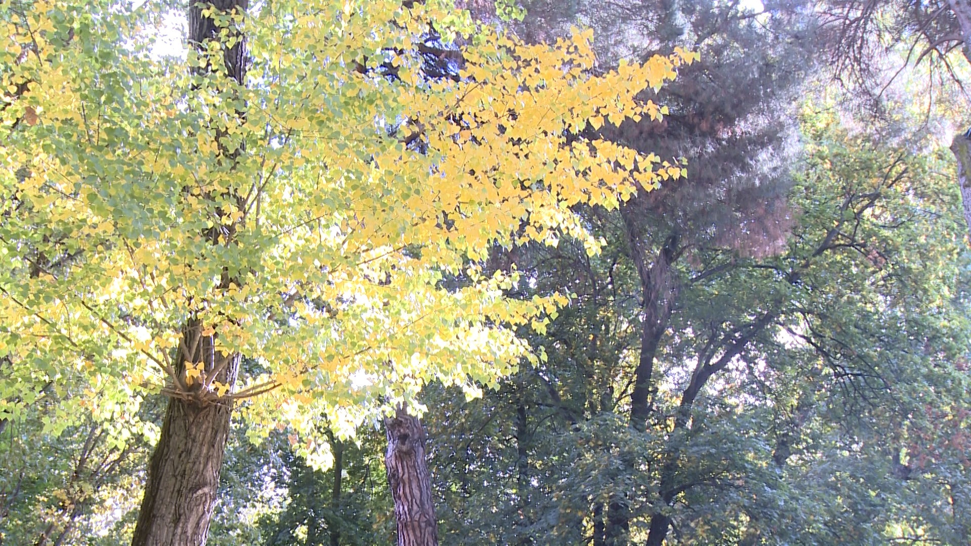 Fotos: El otoño cubre parques y jardines en la ciudad