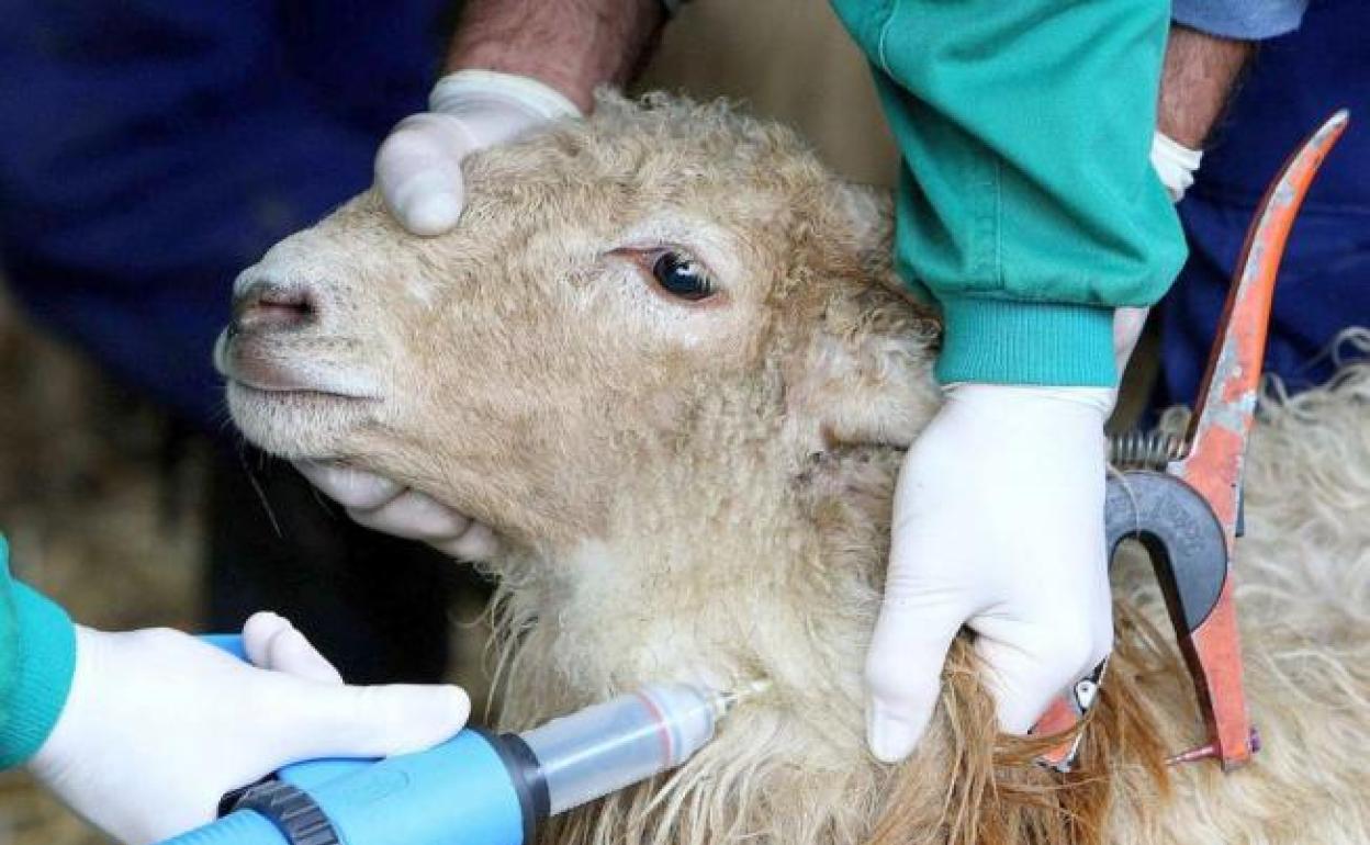 Un foco de lengua azul en Salamanca obliga a vacunar a 370.000 cabezas ovinas y bovinas