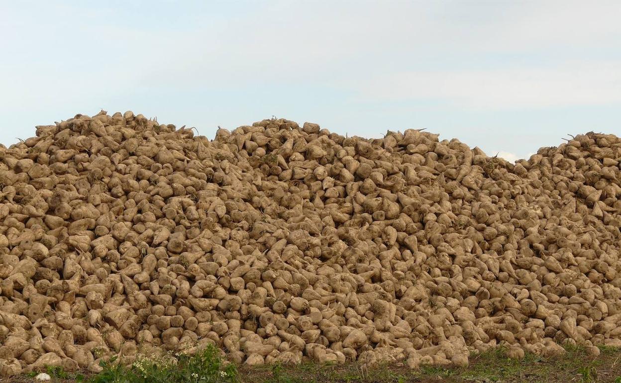 Los remolacheros de León, obligados a ir hasta Toro porque Azucarera no quiere abrir La Bañeza.