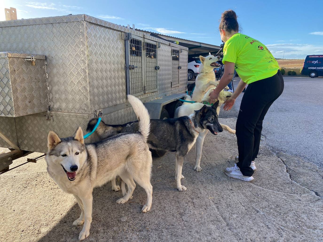 Valdefresno acoge este fin de semana el V Torneo de Mushing de Castilla y León.