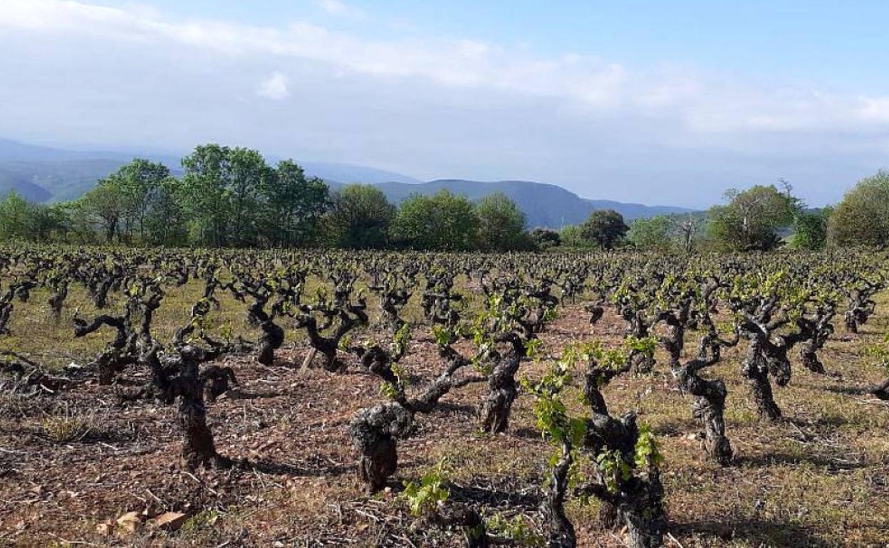 Viñedo viejo en el paraje de los Fornos, en el municipio berciano de Toral de los Vados.