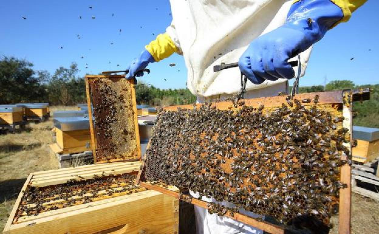 Panales de abejas de la zona de Las Médulas.