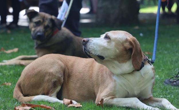 Imagen de archivo de dos perros en un parque.