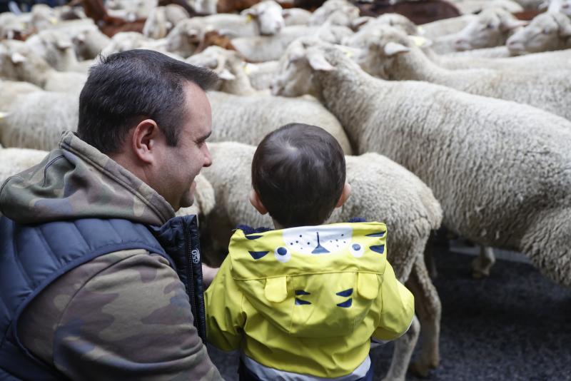 Ambiente durante la XXIX Fiesta de la Trashumancia por las calles de Madrid, este domingo