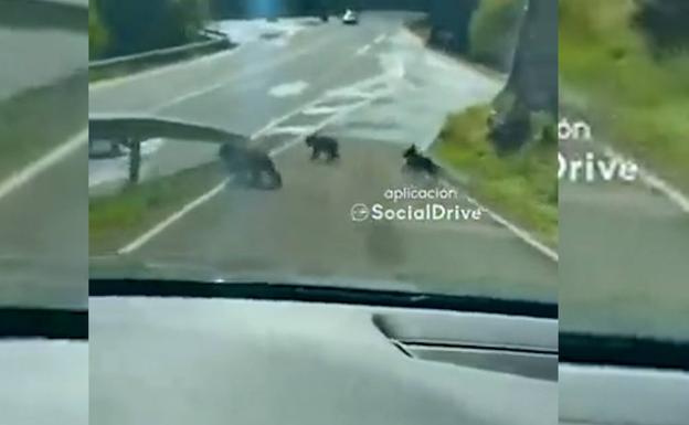 Imagen del vídeo en el que se pueden apreciar las crías de oso pardo cruzando la carretera. 
