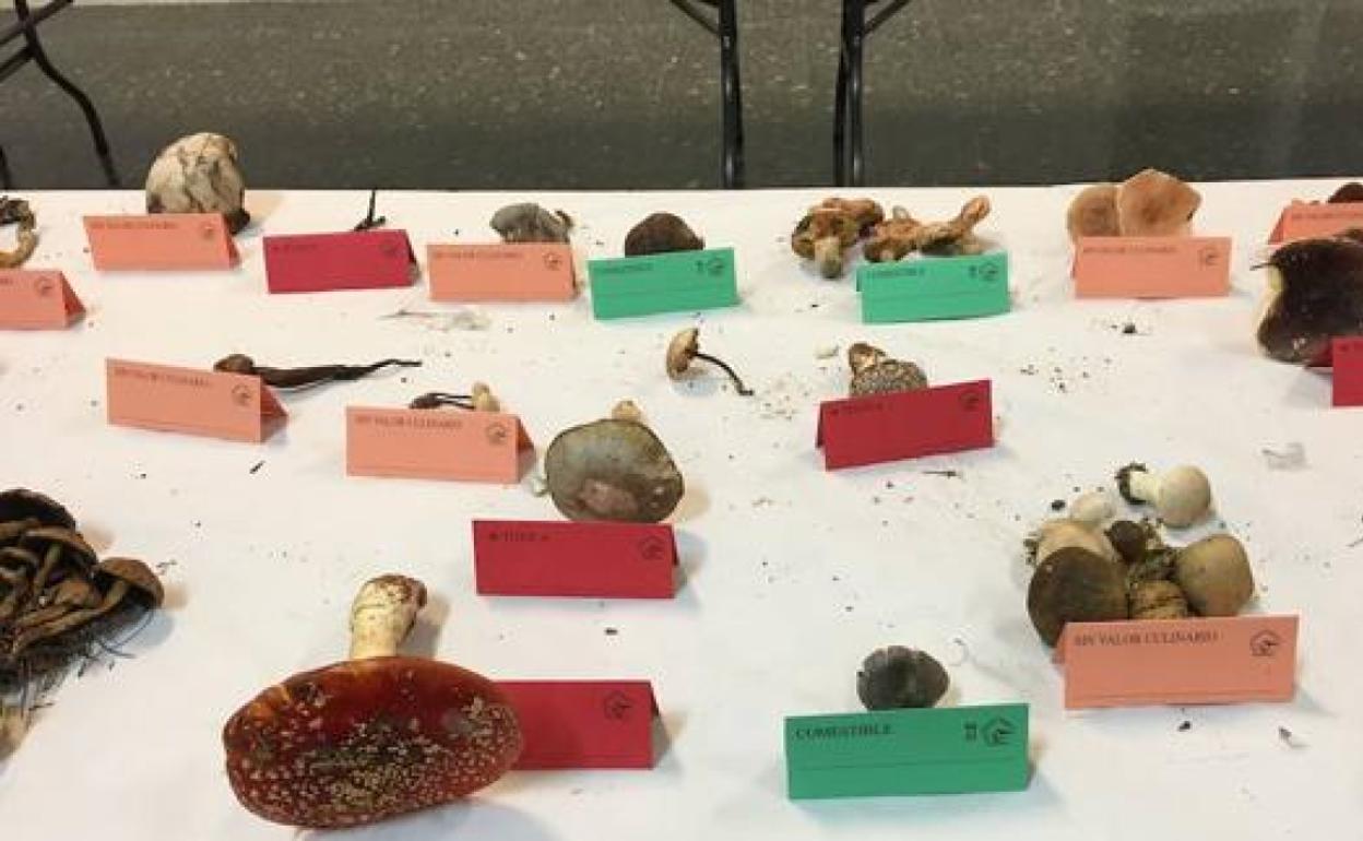 Imagen de archivo de la exposición de setas dentro de las Jornadas Micológicas del Bierzo.